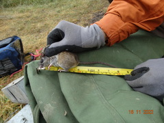 Heteromys irroratus
