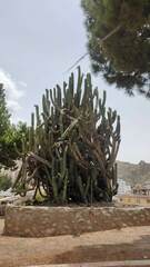 Trichocereus bridgesii