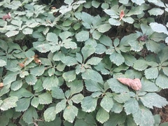 Pachysandra procumbens