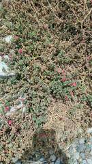 Mesembryanthemum cordifolium