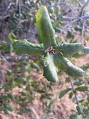 Quercus agrifolia