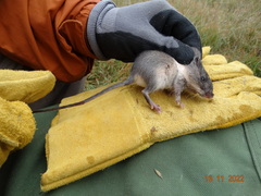 Heteromys irroratus