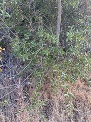 Quercus agrifolia