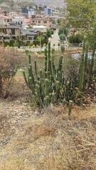 Trichocereus bridgesii
