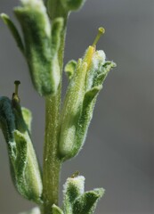 Castilleja plagiotoma