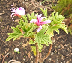 Pelargonium citronellum