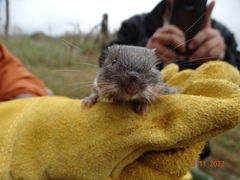 Heteromys irroratus