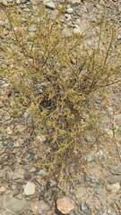 Baccharis boliviensis