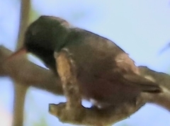Trochilidae
