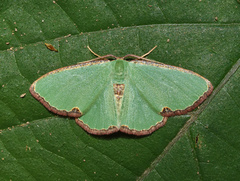 Heterorachis devocata