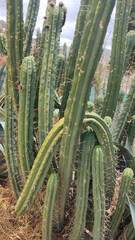 Trichocereus bridgesii
