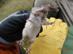 Heteromys irroratus
