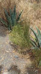 Ephedra americana