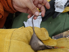 Heteromys irroratus