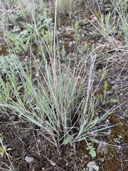 Festuca idahoensis