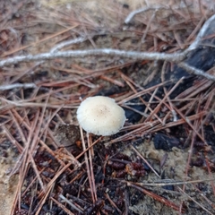 Strobilurus stephanocystis