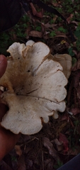 Favolus yanomami