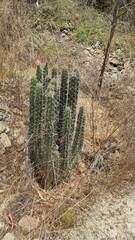 Corryocactus melanotrichus