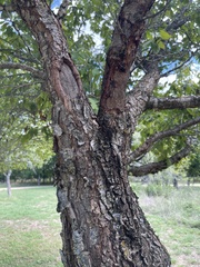 Prunus domestica