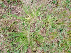 Eragrostis plana
