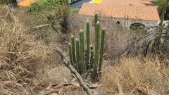 Trichocereus bridgesii