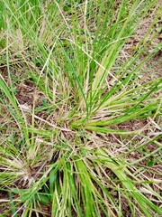 Eragrostis plana