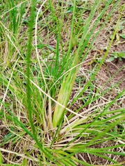 Eragrostis plana