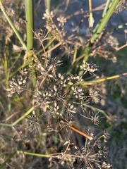 Foeniculum vulgare