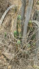 Trichocereus bridgesii