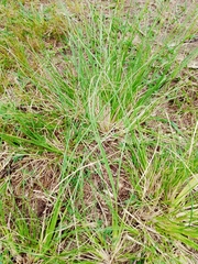 Eragrostis plana