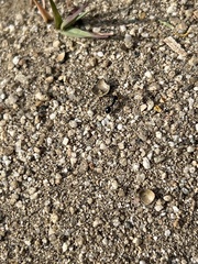 Veromessor pergandei