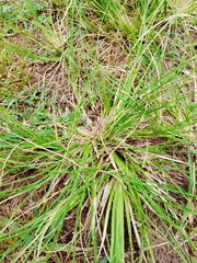 Eragrostis plana