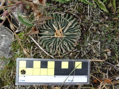 Echinofossulocactus phyllacanthus