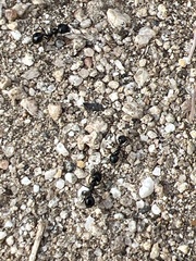 Veromessor pergandei