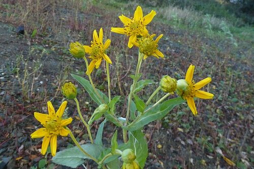 Image of Guizotia abyssinica by no rights reserved