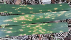 Puccinia iridis