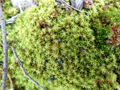 Tortella squarrosa