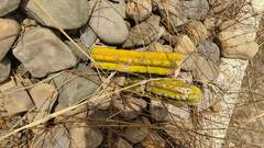 Trichocereus bridgesii
