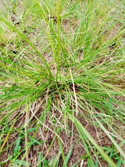 Eragrostis plana