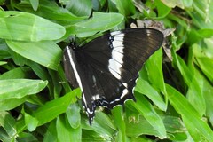 Siproeta epaphus trayja