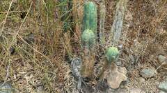 Trichocereus bridgesii