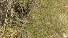 Ephedra americana