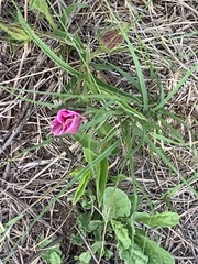 Hibiscus microcarpus