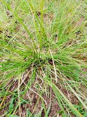 Eragrostis plana