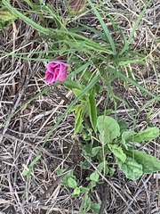 Hibiscus microcarpus