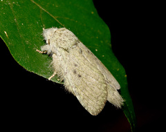 Desmeocraera interpellatrix