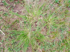 Eragrostis plana