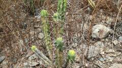 Trichocereus bridgesii