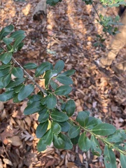 Ilex