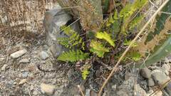 Myriopteris myriophylla